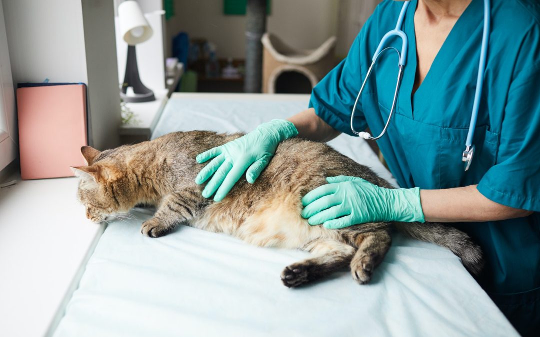 First-aid Tips For Your Injured Cats