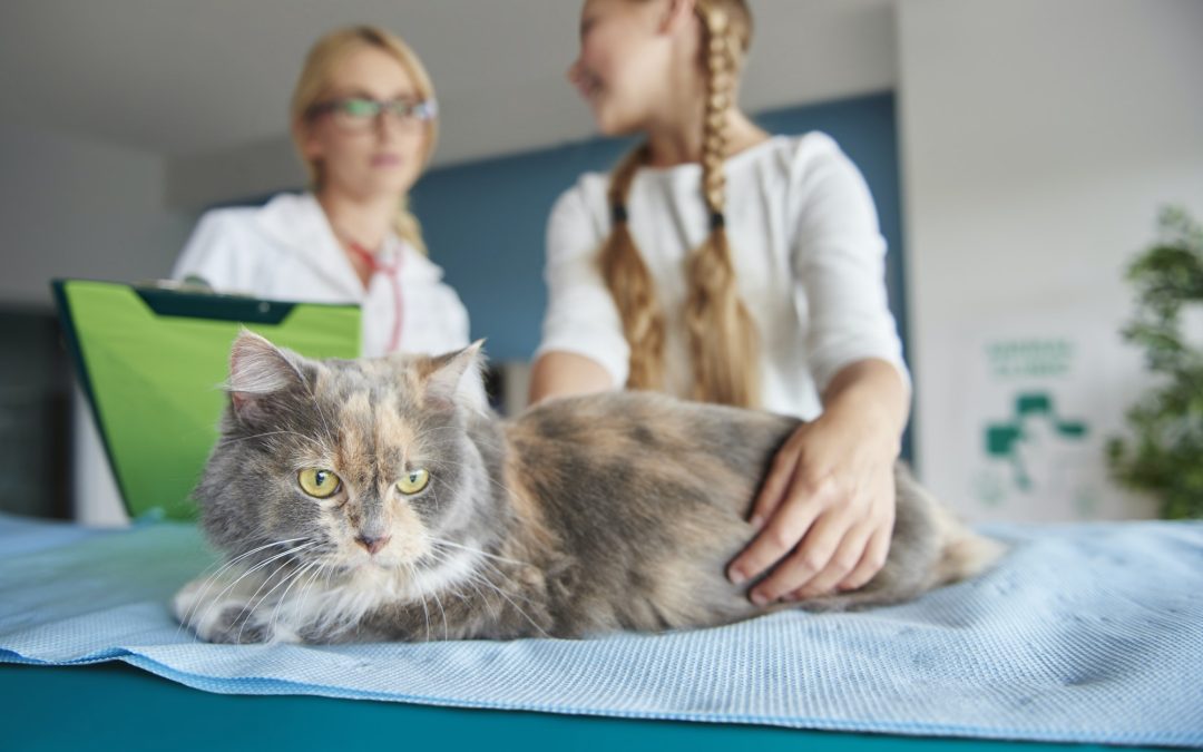 Five Tips To Help Your Pet Live A Healthy And Fulfilling Life