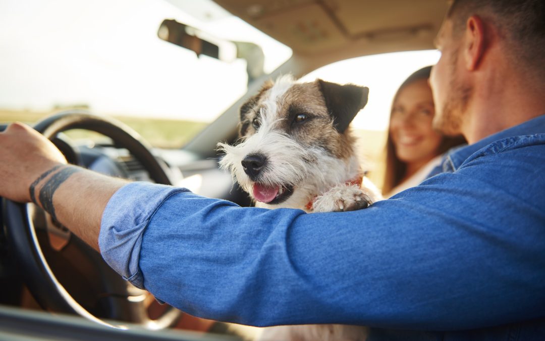 Five Things To Note Before Taking Your Pet On A Road Trip