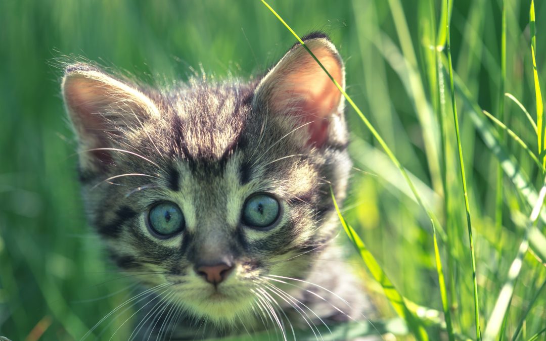 Pet Care Essentials To Buy For Your Kittens