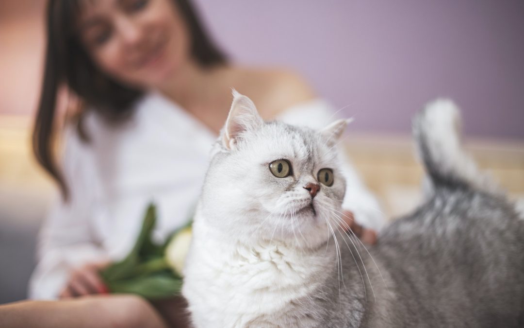 Tips For Caring For Your Pregnant Cat